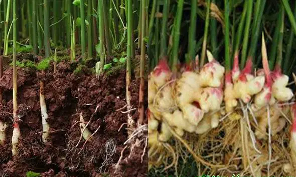惠州农产品配送教您生姜生长期施肥注意事项